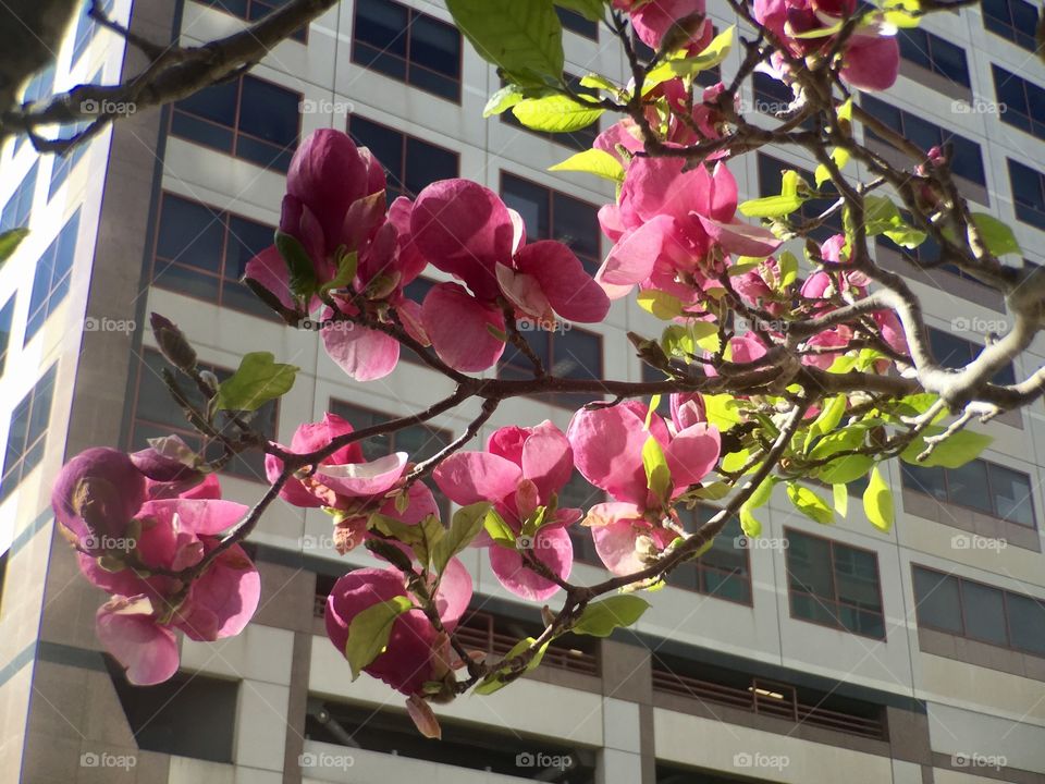 Magnolia in City 