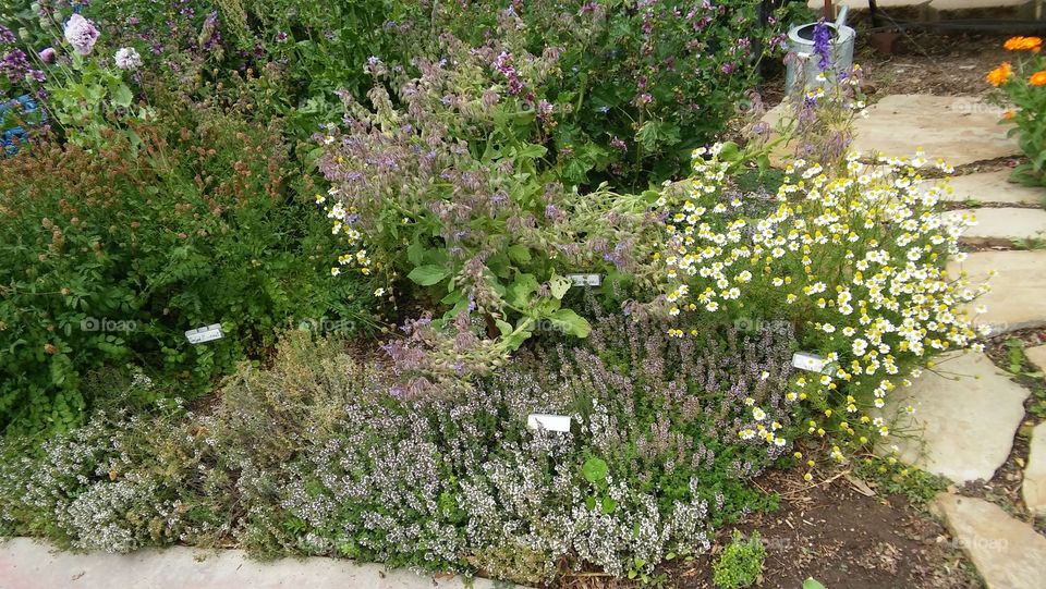 garden walkway outdoor botanical pathway stones flowers plants