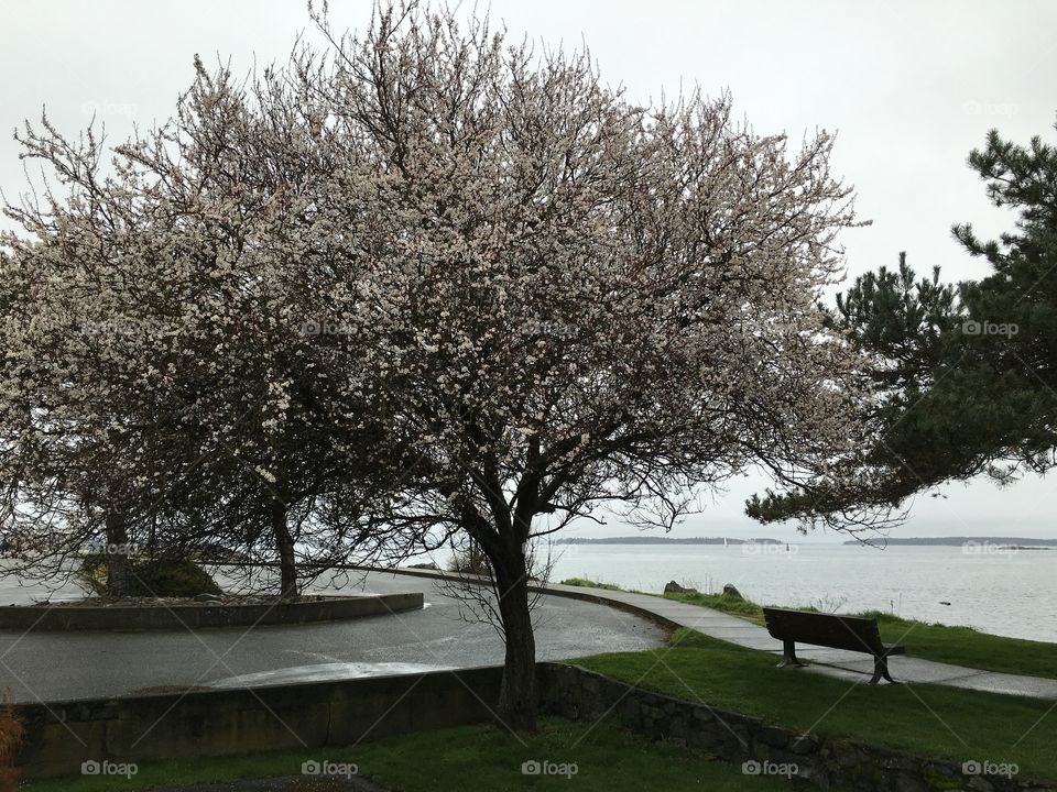 The tree and the bench by the ocean