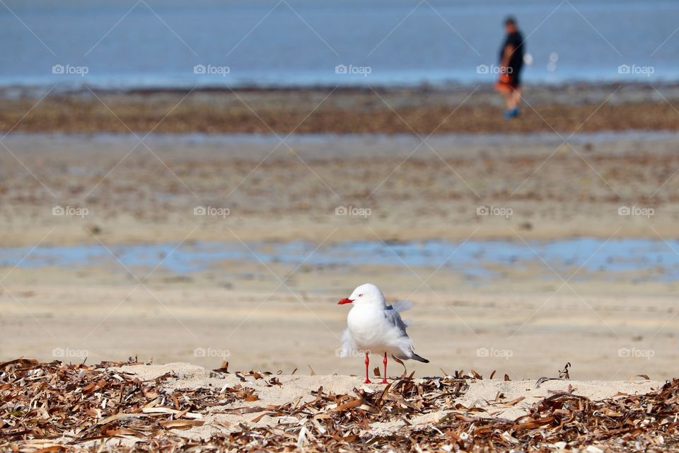 Ruffled wings, seagull sits on seashore against the wind, person walking along shore in blurred background 