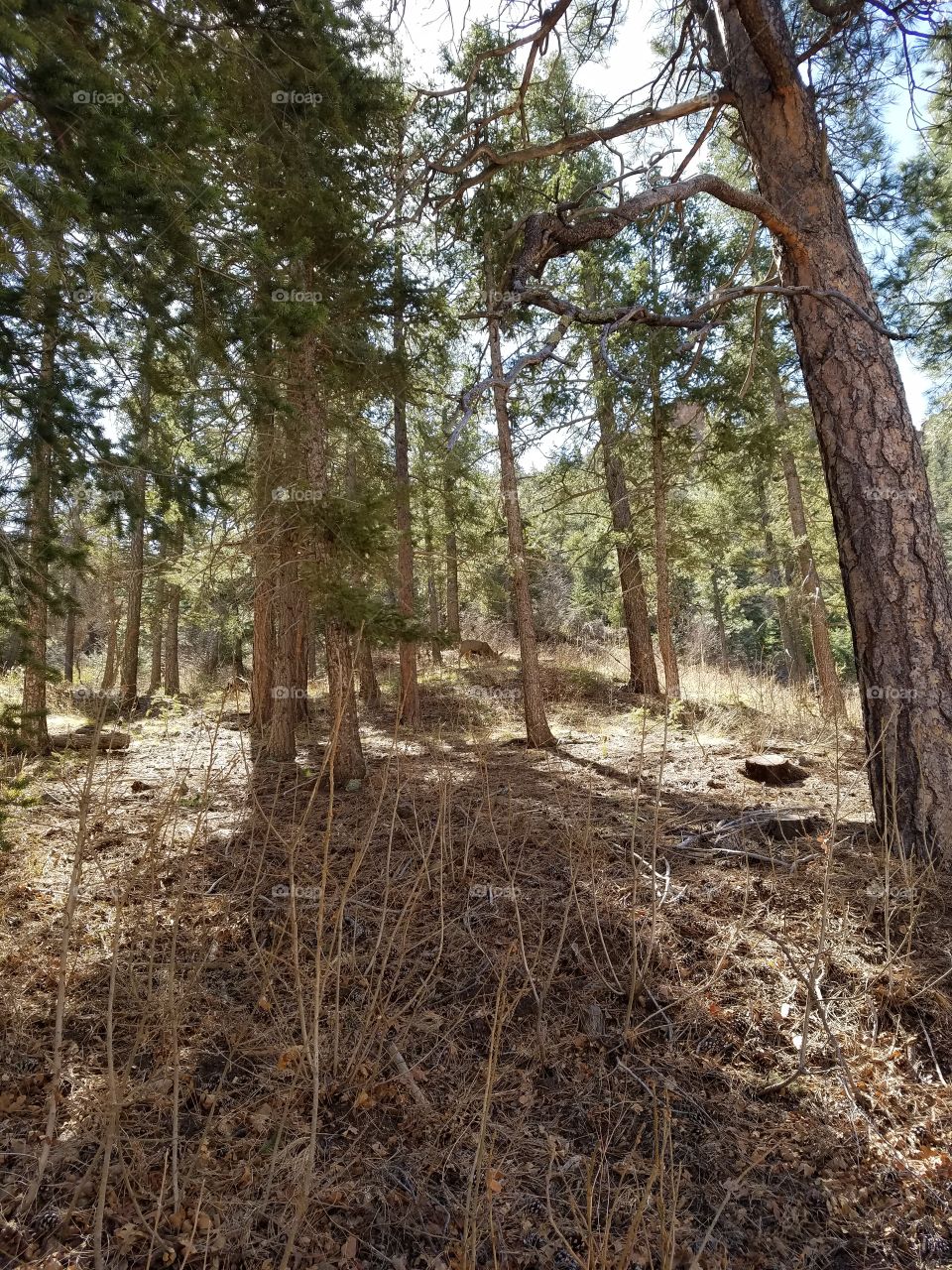 Wood, Tree, Landscape, Nature, No Person