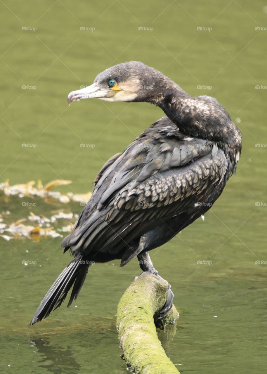 cormorant