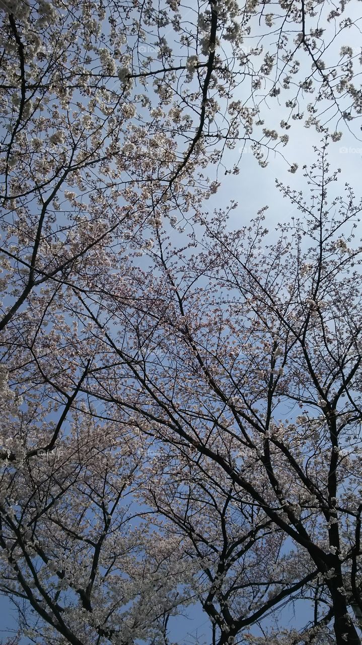 sky and tree. my favorite