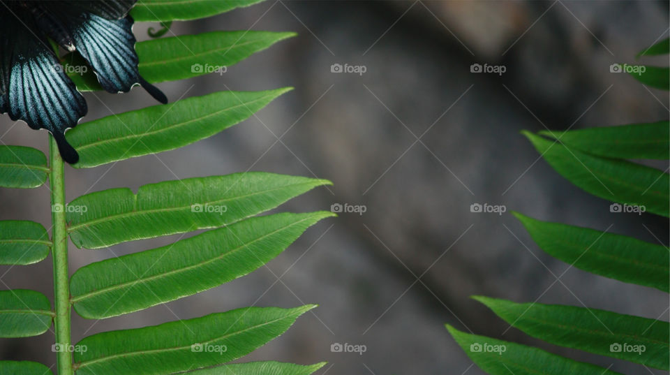 Lots of room for text or copy in this macro of the tail of a blue swallowtail tropical butterfly 