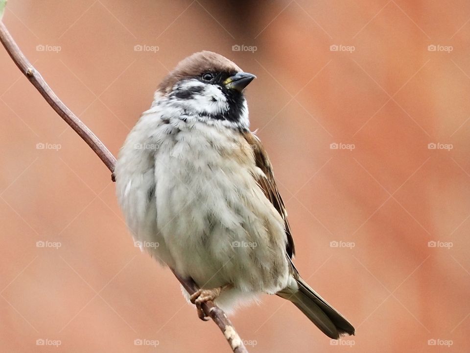 Sparrow