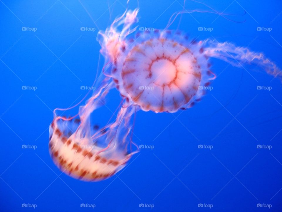 Content jellyfish 