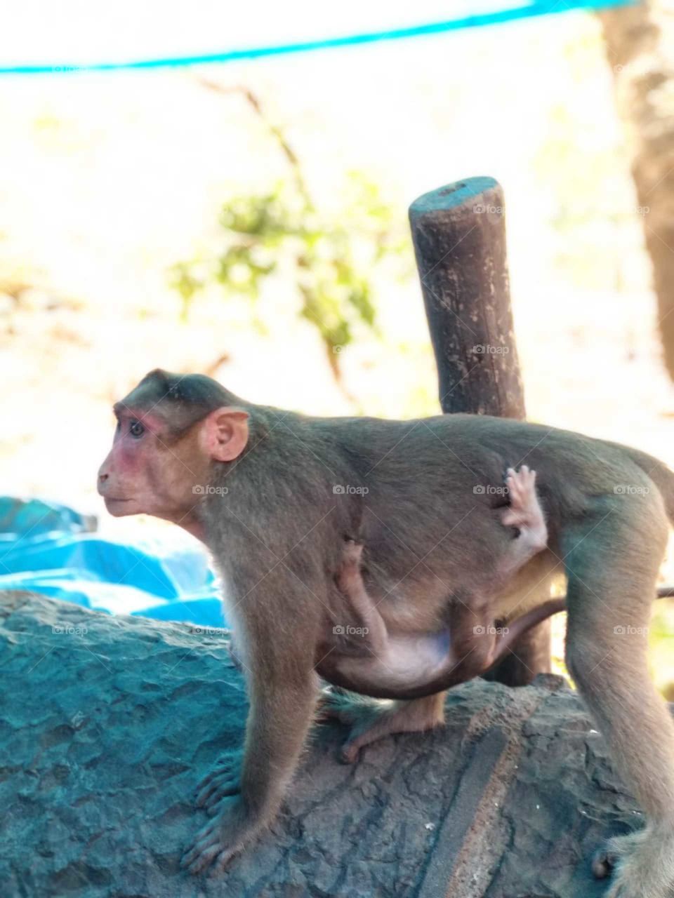 Monkey Mother with child.