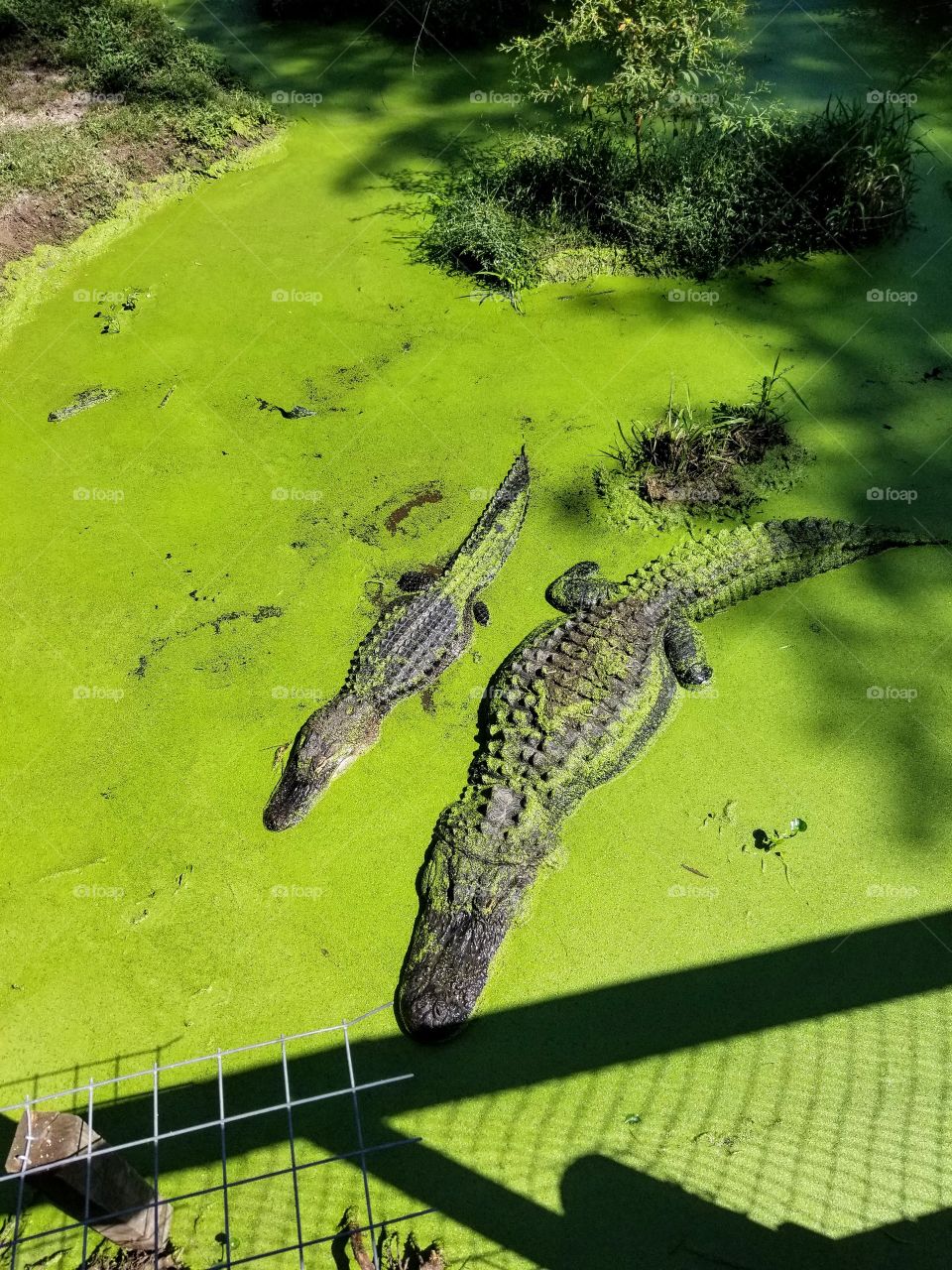 clash of color bright green with alligators