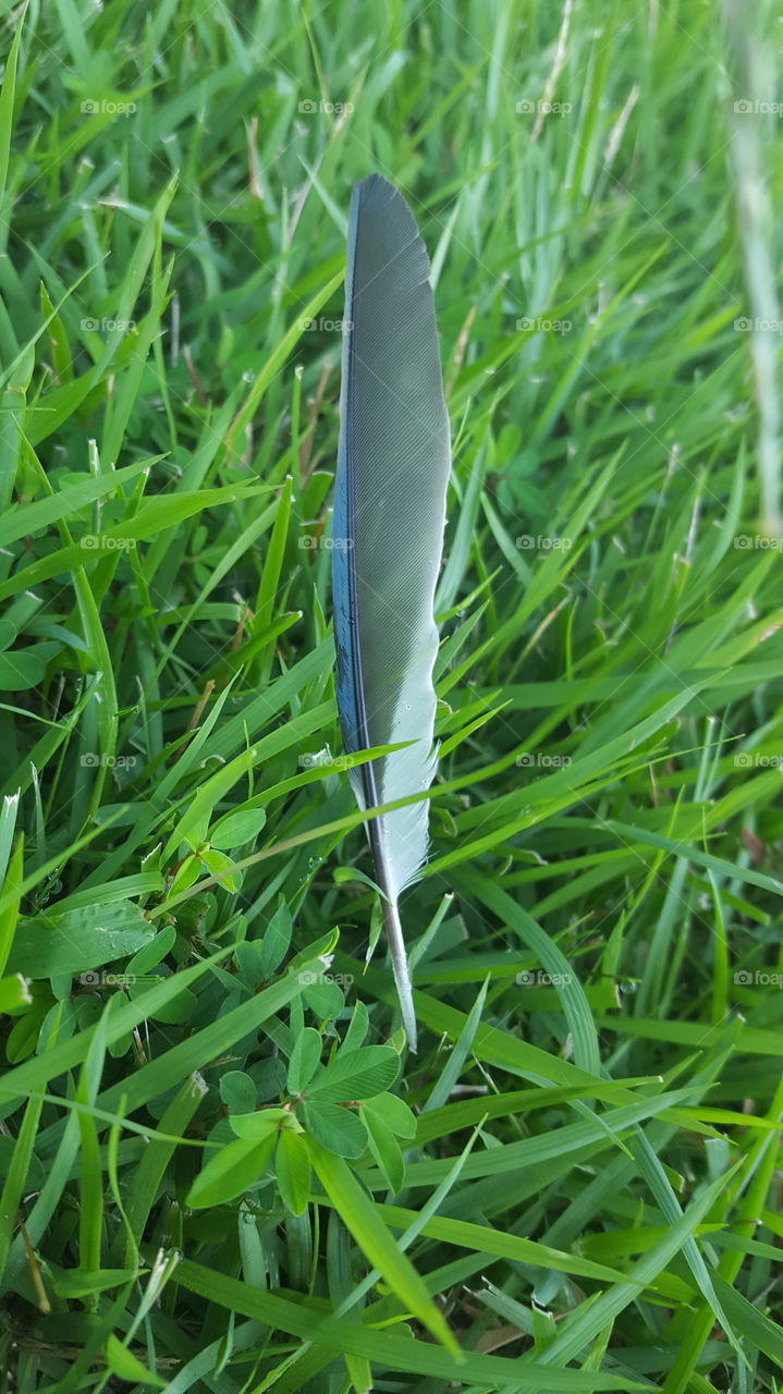 feather in blades of grass