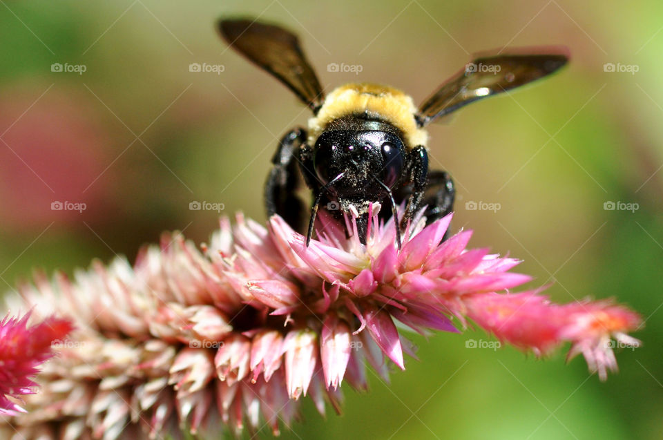 Bee on pink flower