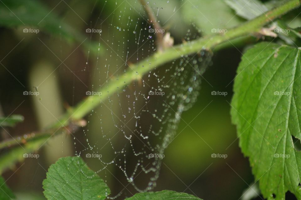 Spinnennetz 🕸