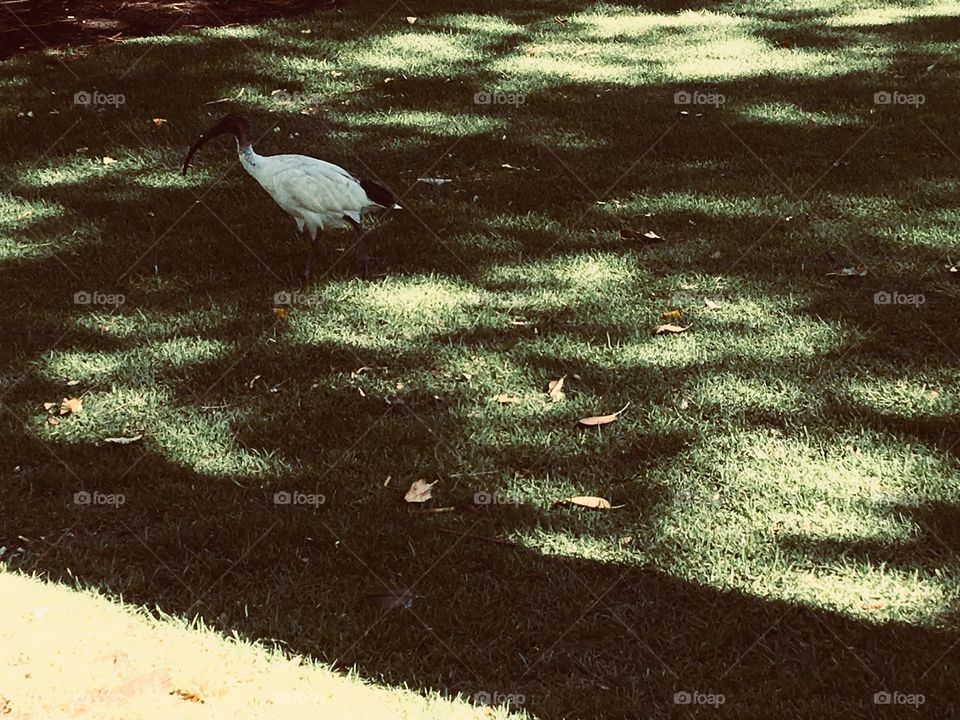 An ibis in the park.