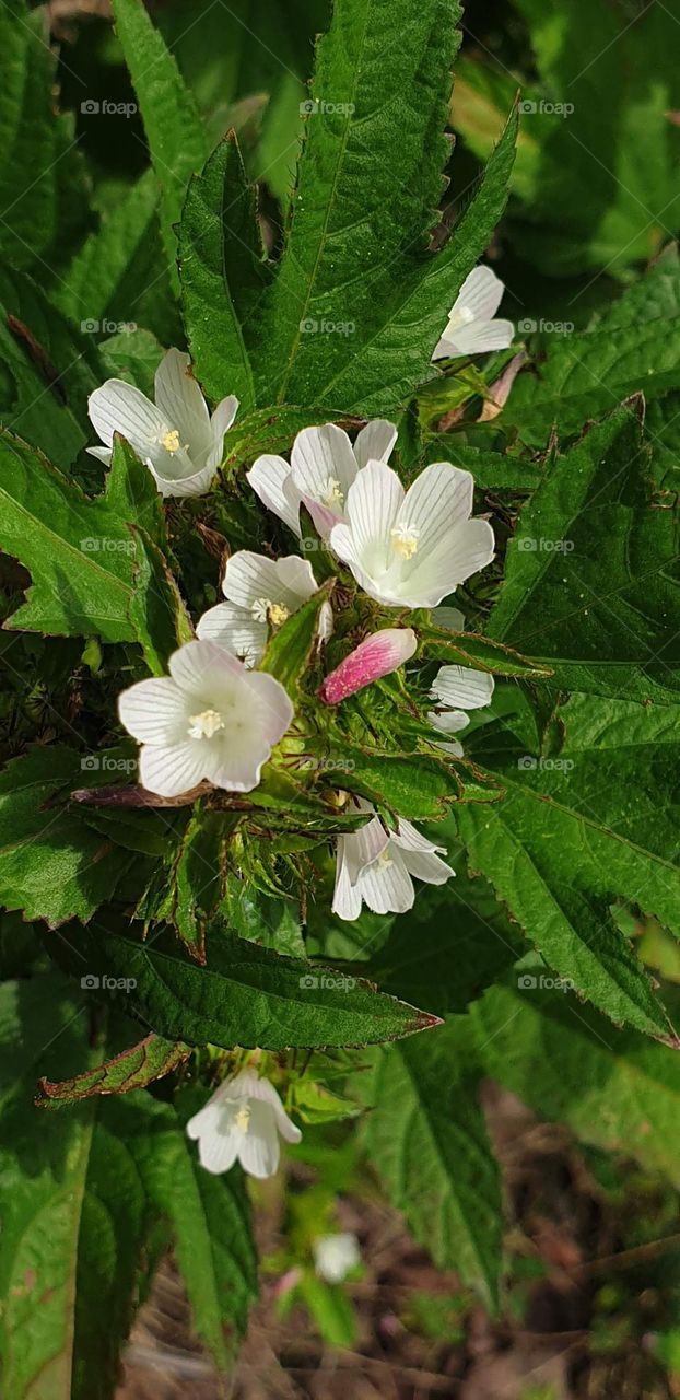 Beautiful wild flower, a bouquet of white flowers wrapped in green bush