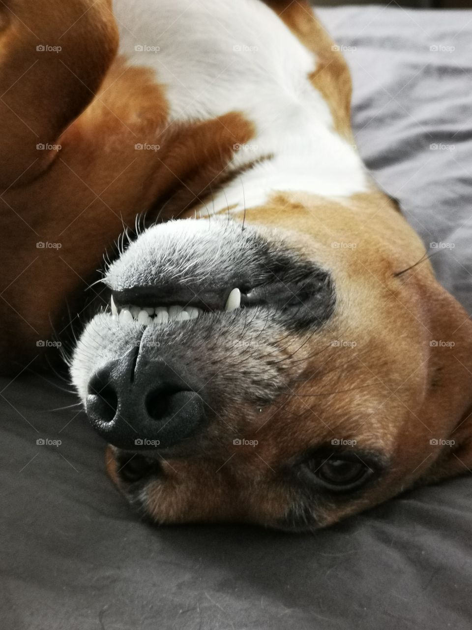 Dog
Hund
Fanny Märta Kolm