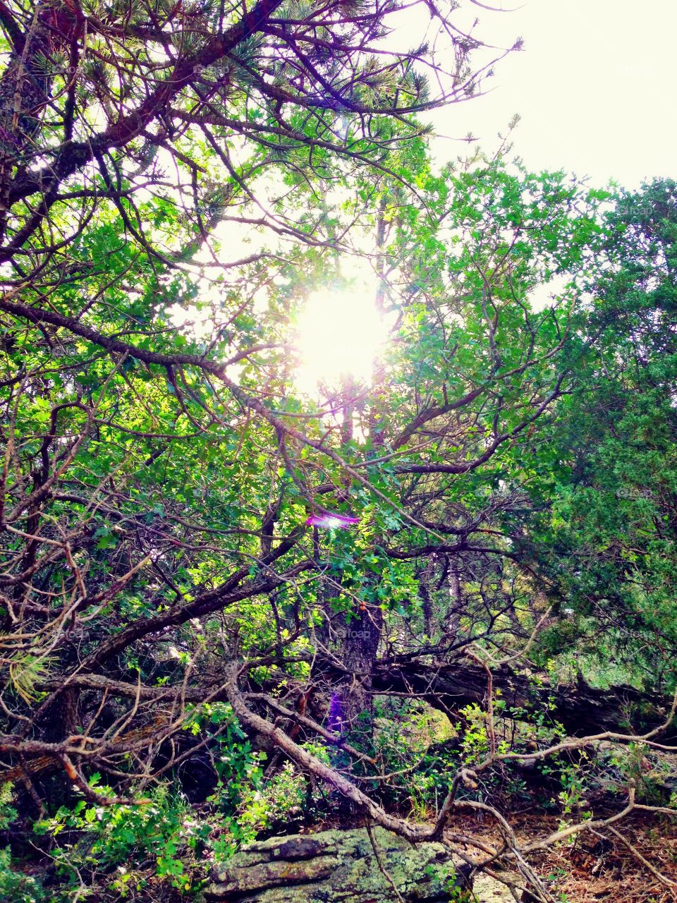The Light. Sunlight peering through trees along a hike.