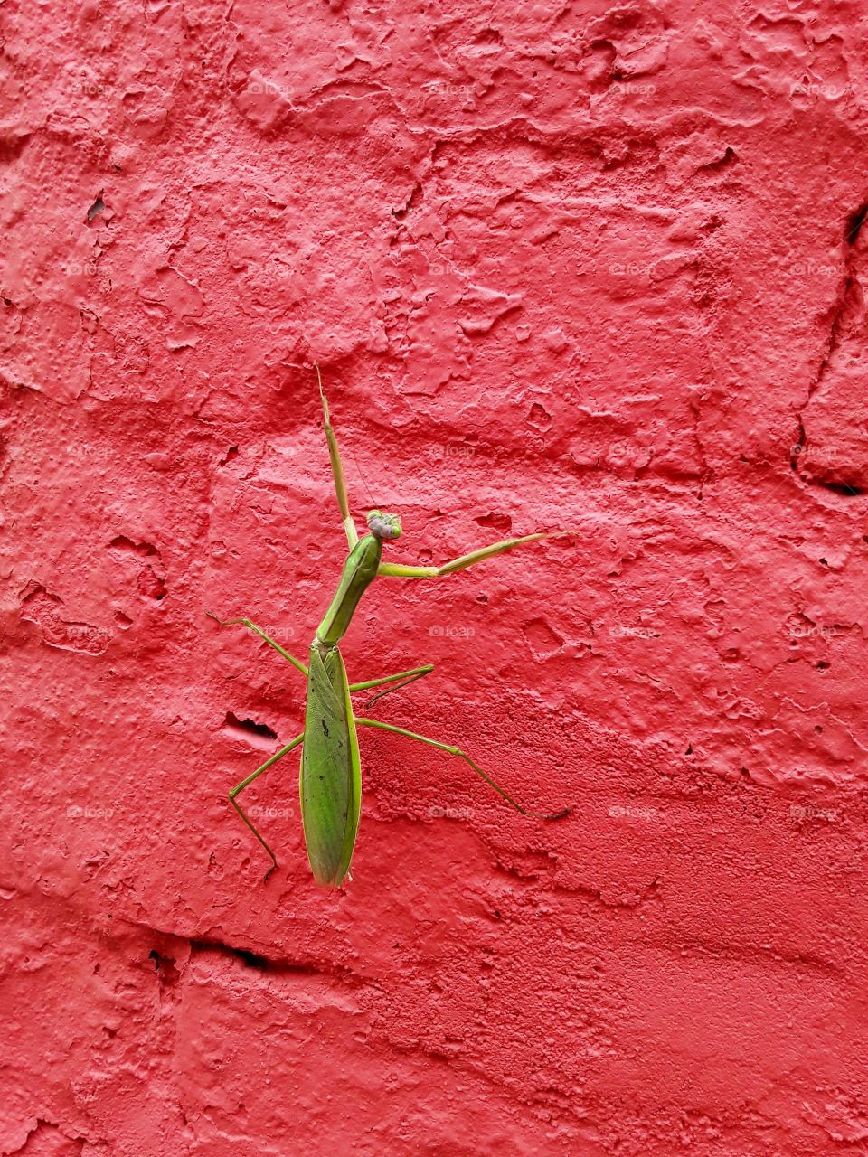 Mantis climbing a wall