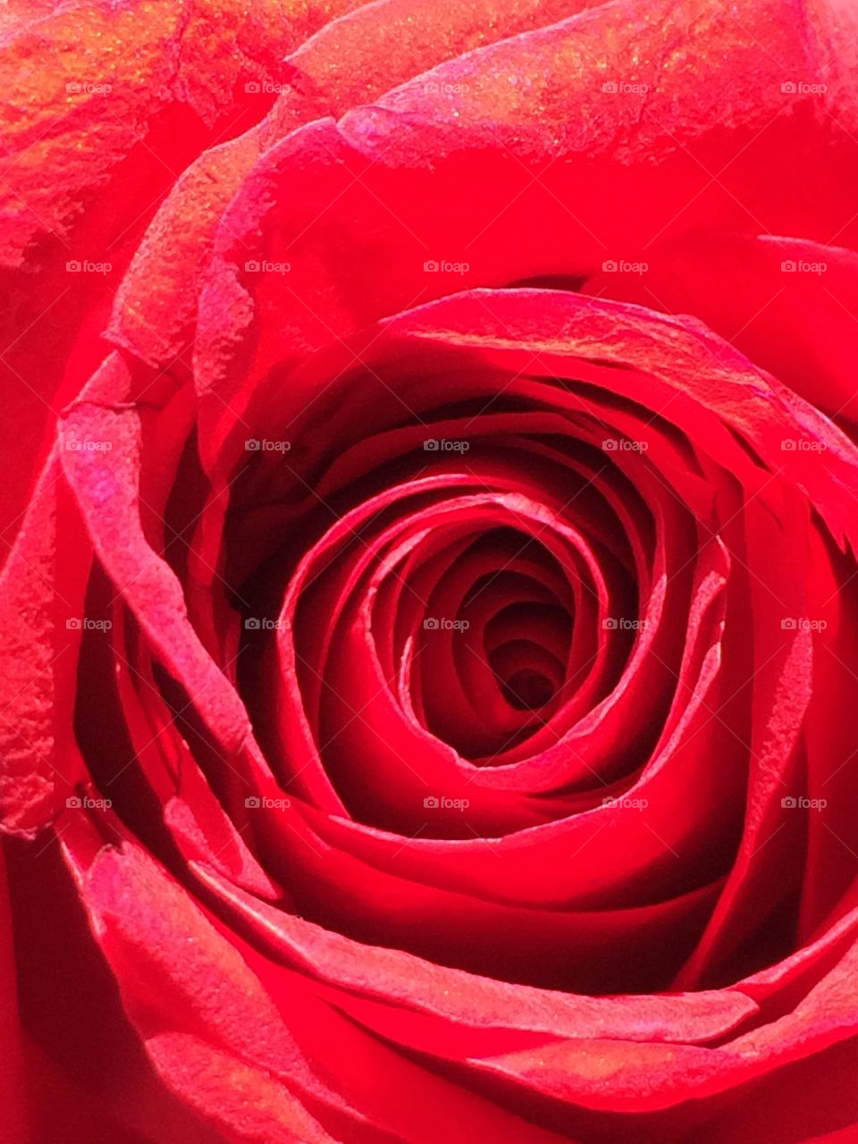 An up close rose