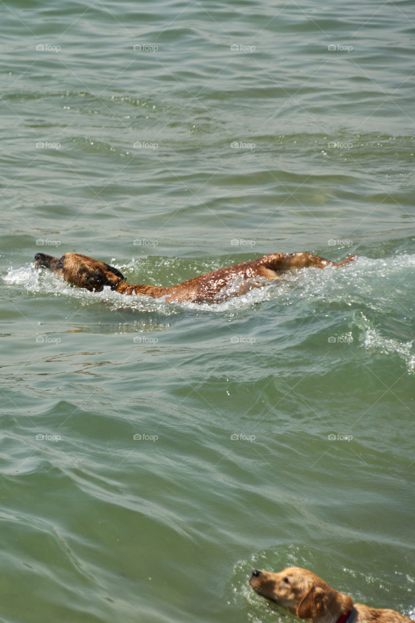 Swimmer dog