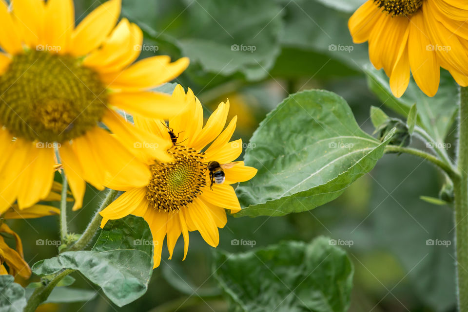 sunflowers bees and bumblebees