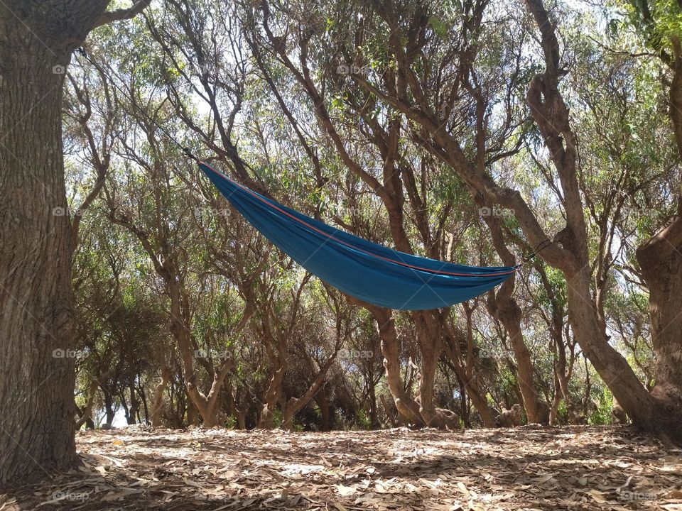 hammock in a forest