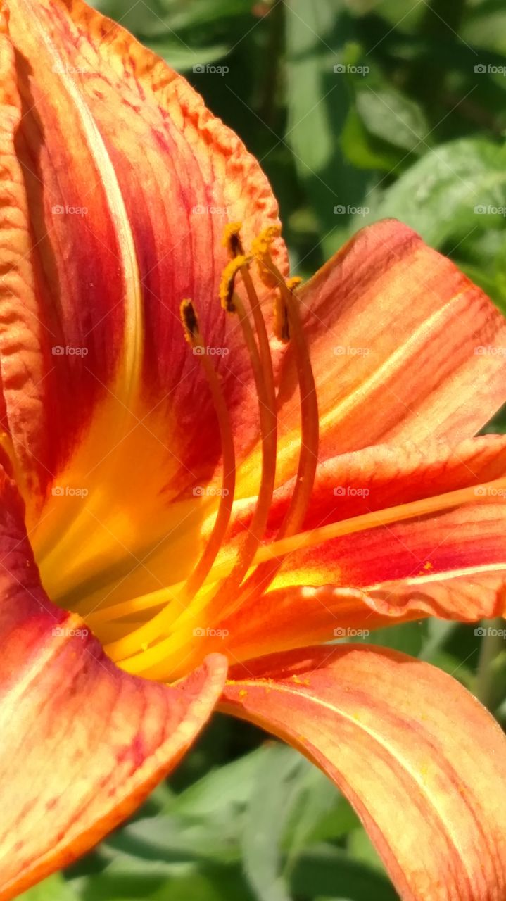 day lilly
