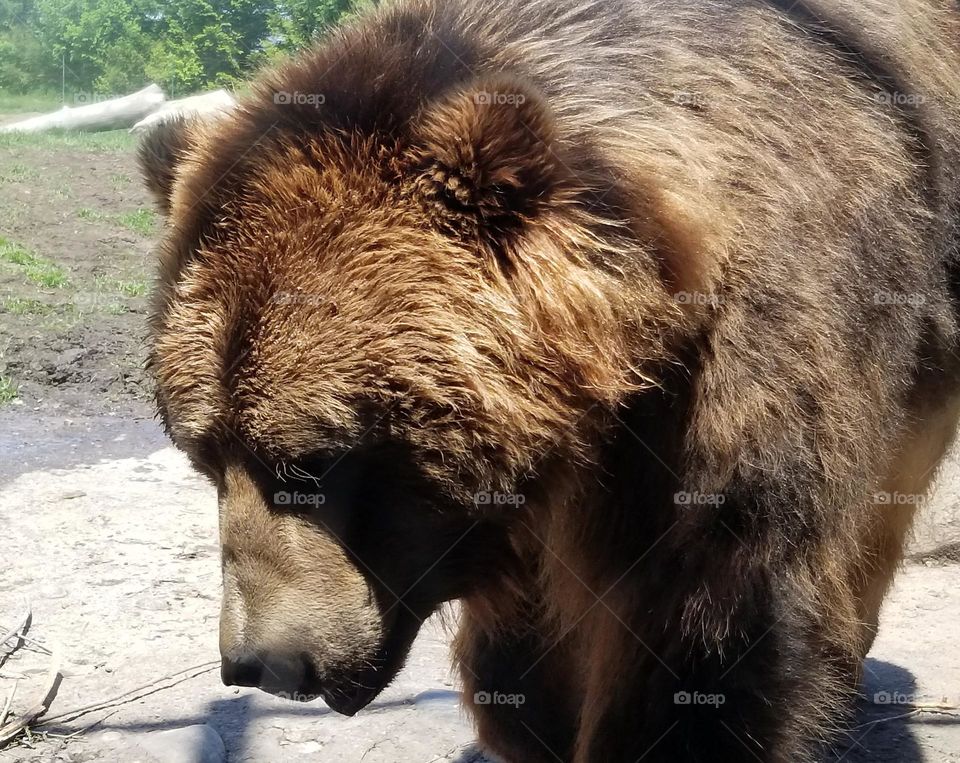 Big Beautiful Brown Bear Deep In Thought