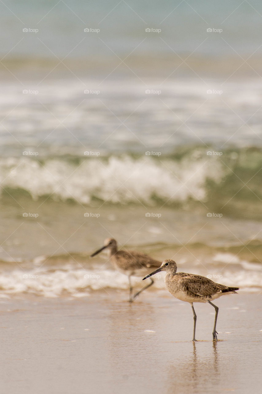 Beach birds. Birds in the surf