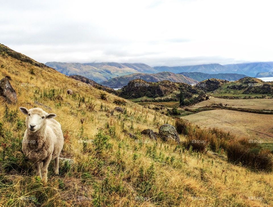 Sheep on the Mountain