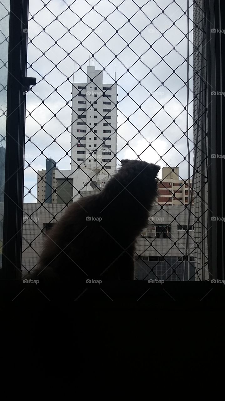 Um gato olhando a vista da janela