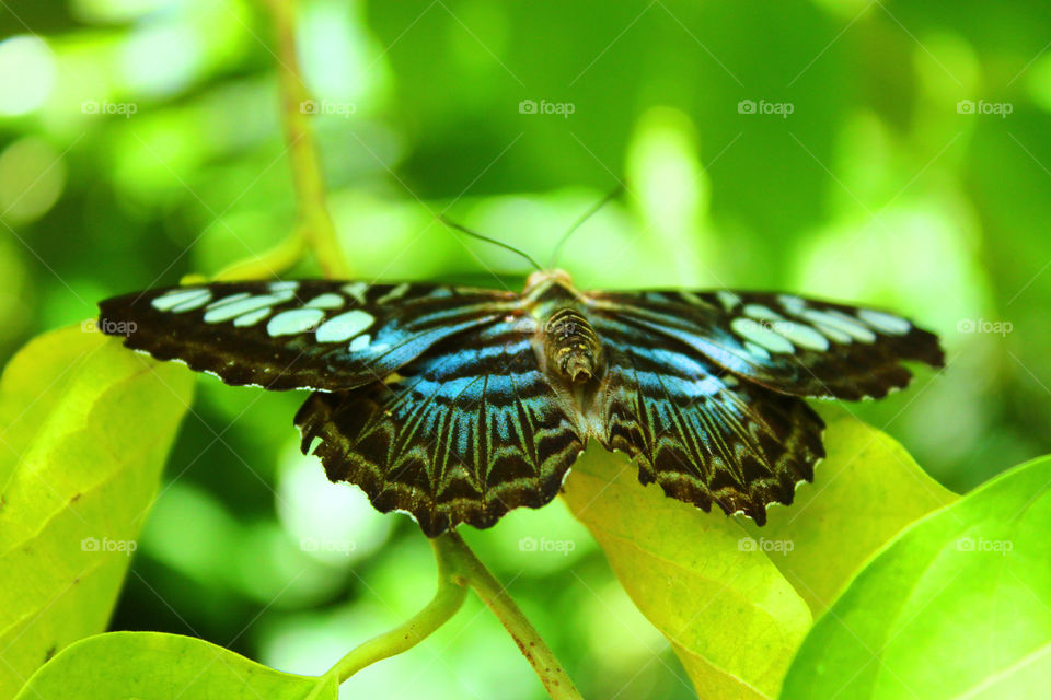 Butterfly garden