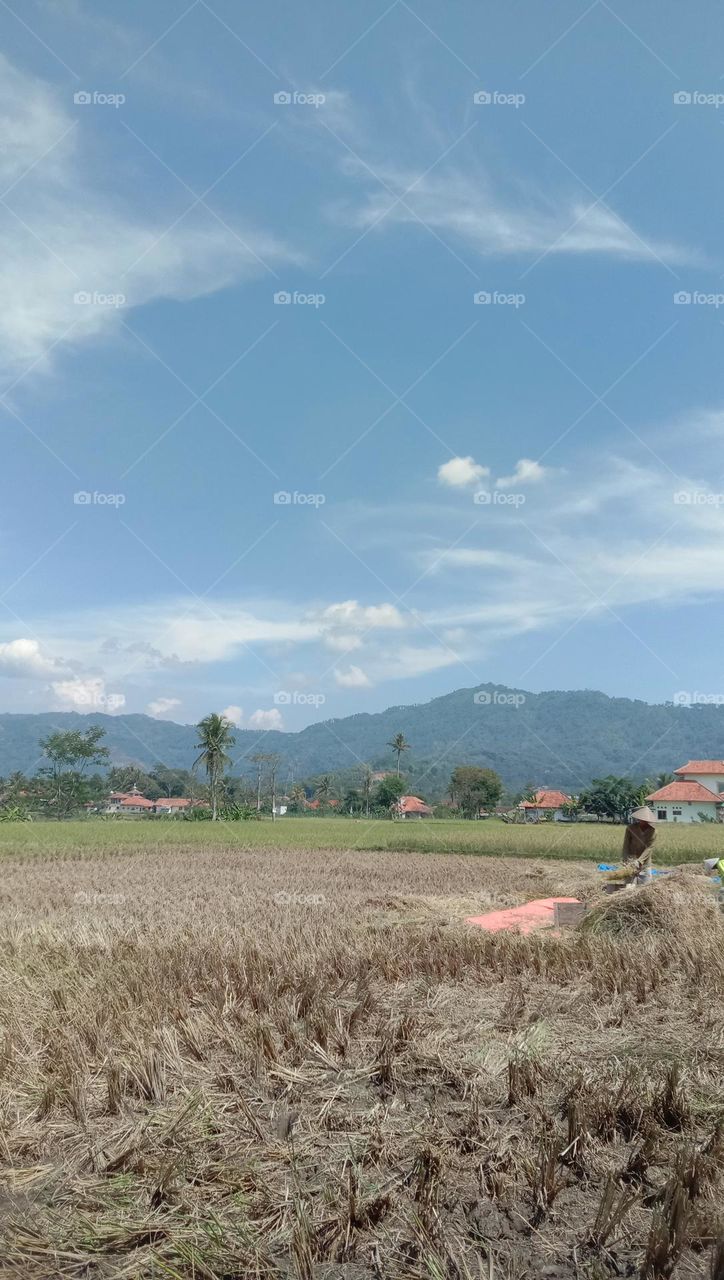 landscape mountain and grassfield