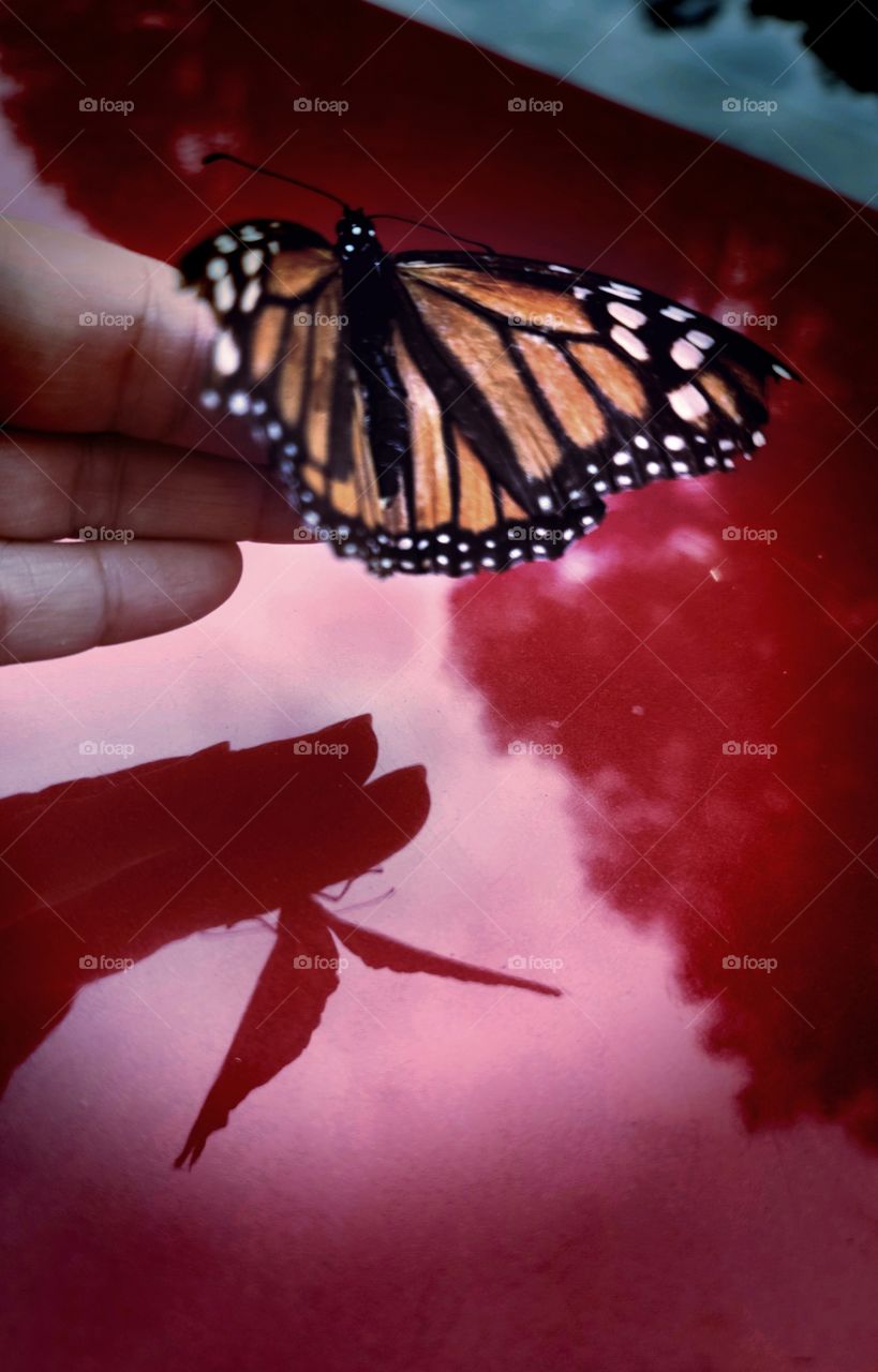 Butterfly Reflection