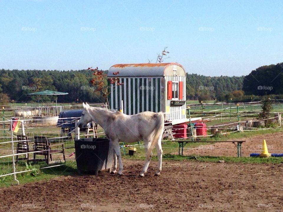 Horse standing