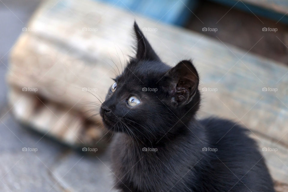 Curious black kitten