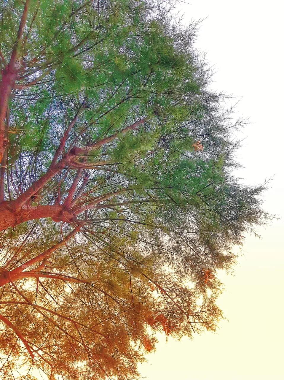 tree