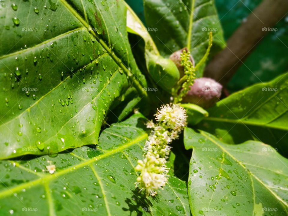 Almond Flower