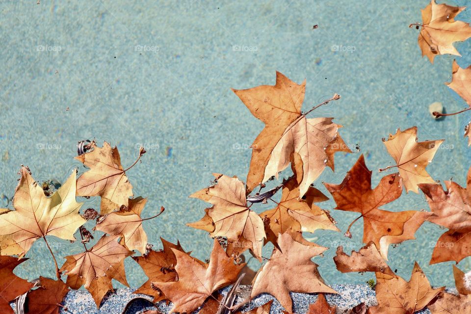 Red fall leaves floating in blue pool
