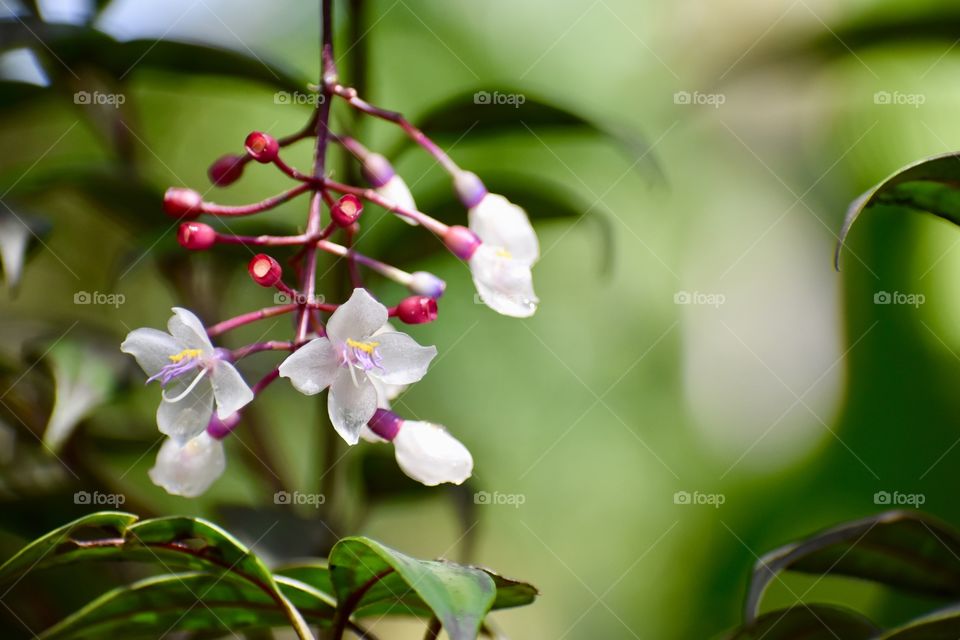 Translucent petals with lavender and gold at their centers hanging down in the rain forest