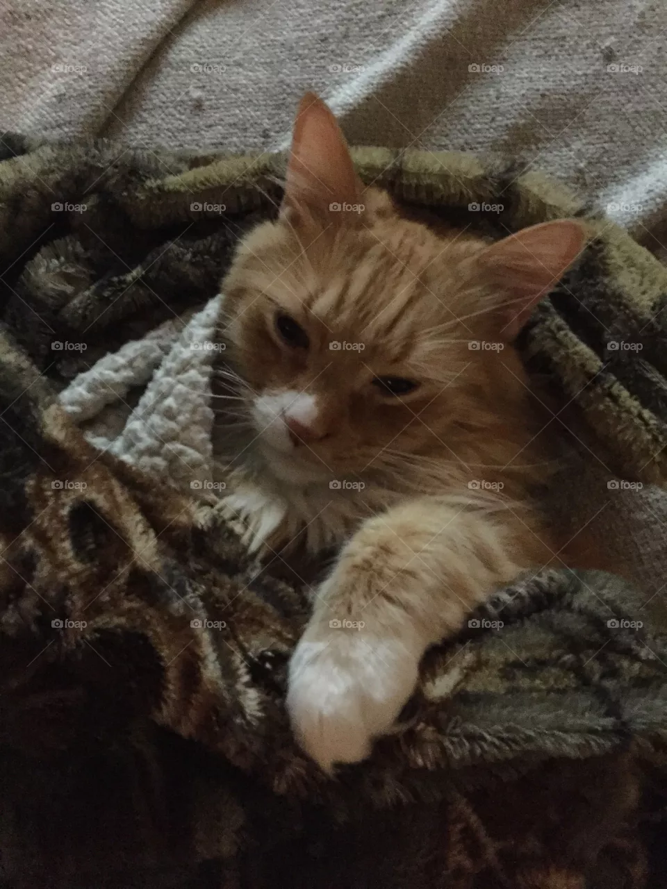 Cozy