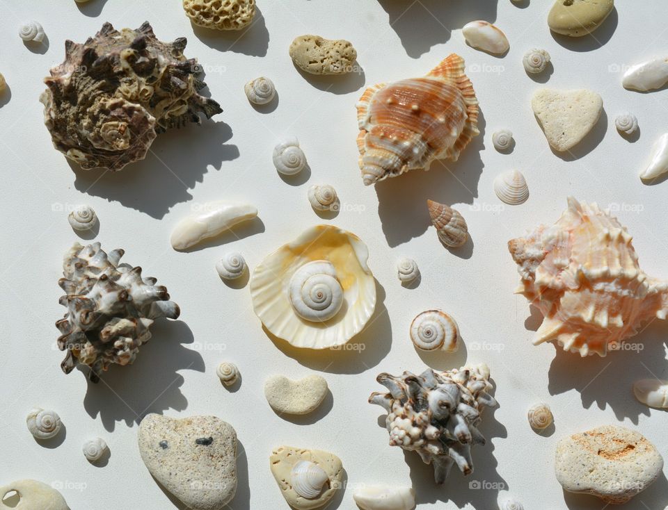 seashells shape texture white background top view