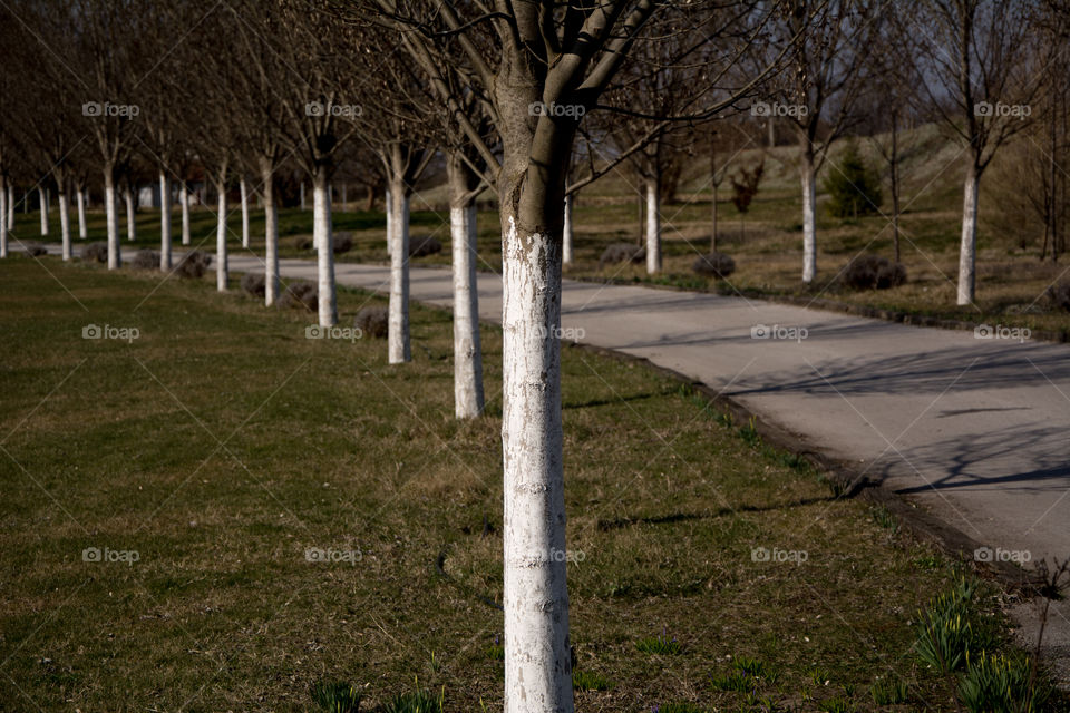 Forest near the street