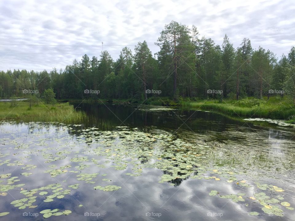 Forest and Lake