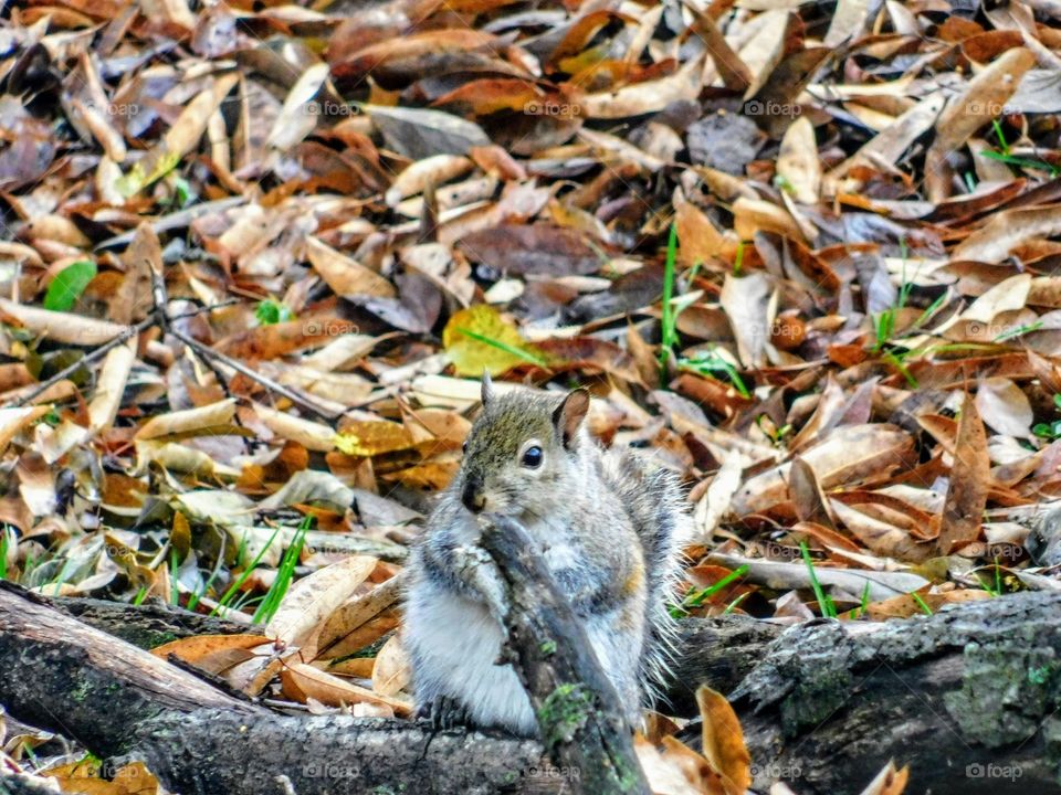 Strong Little Bugger