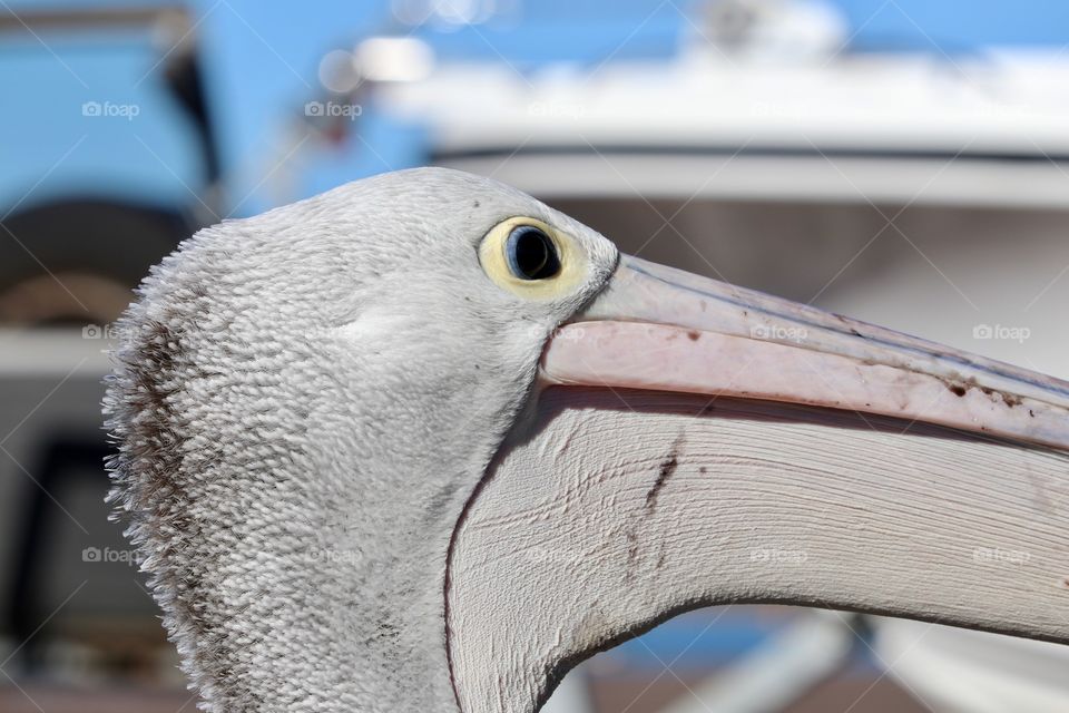 Closeup profile view pelican eyes, head, beak at marina 