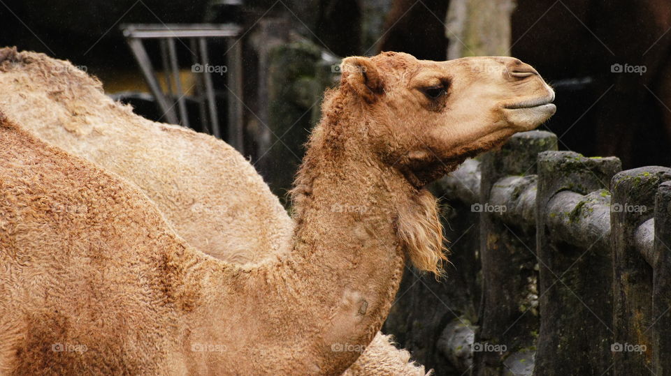 Camel 駱駝