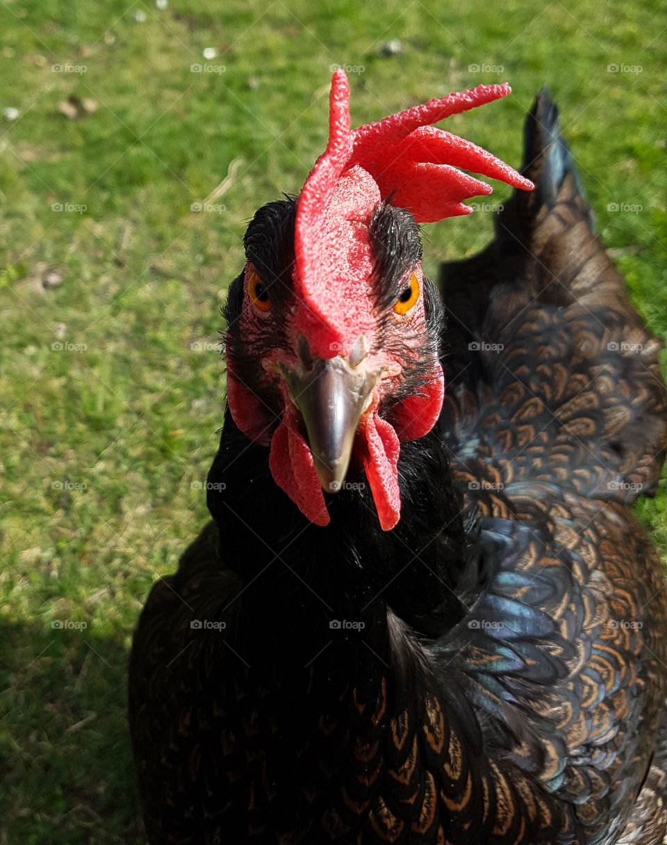 Close-up of a chicken