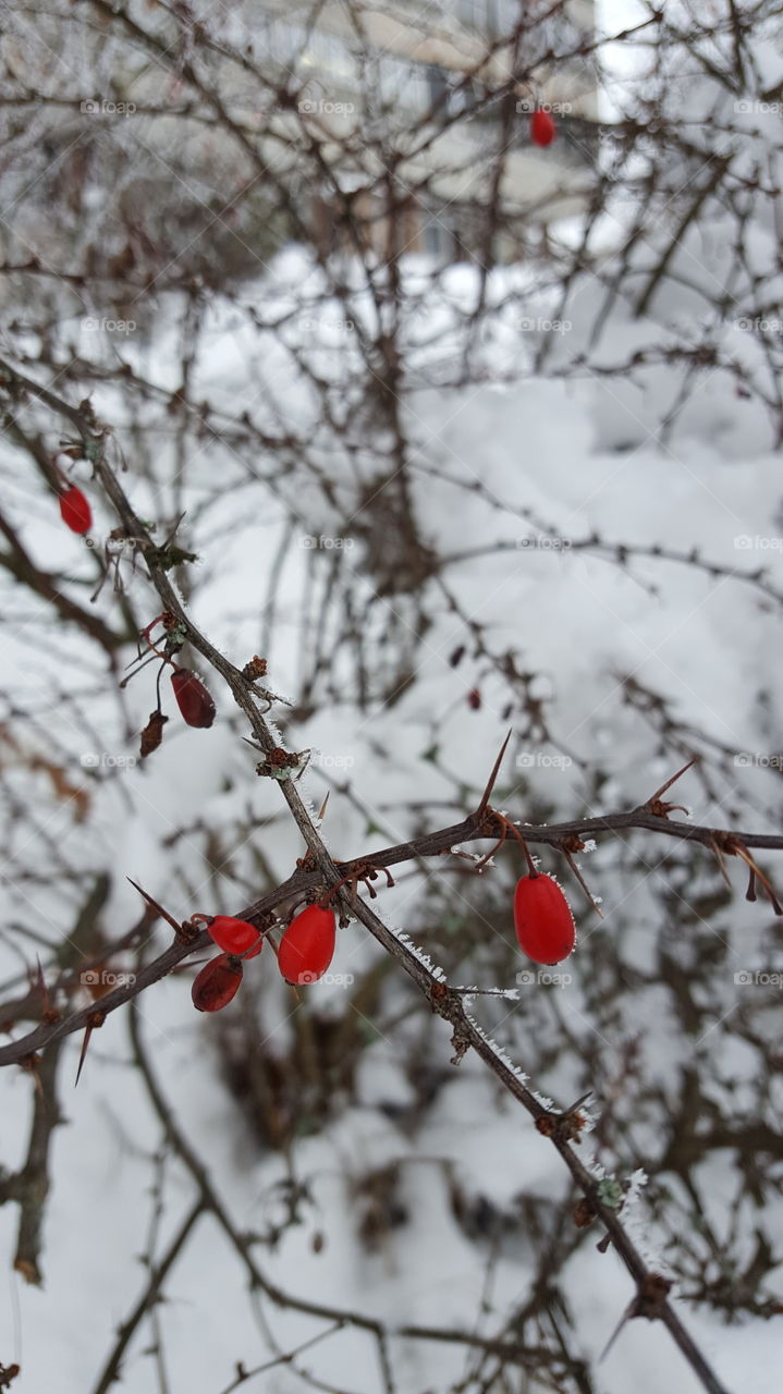 snow and berries