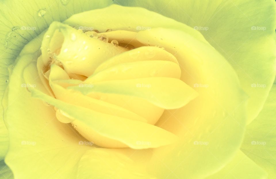 yellow rose. macro