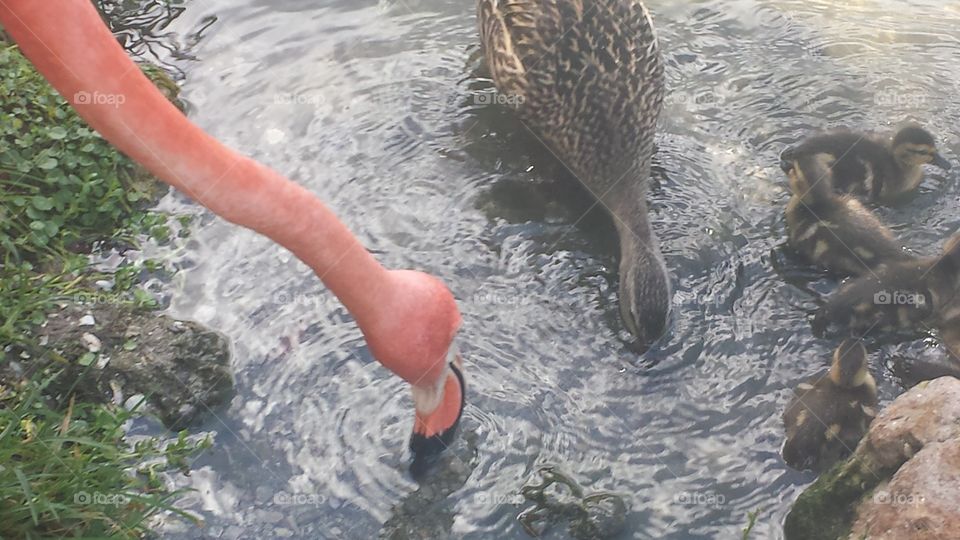 flamingo and duck. flamingo and duck drinking water