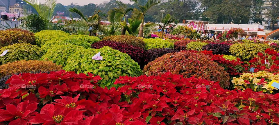 colour combination together of these show plant looks great.It looks very attractive together